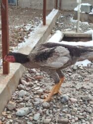 с переездом: Дакан пепел жожо короз сатылат бойу чон майда ачылган активный алмашу — 3