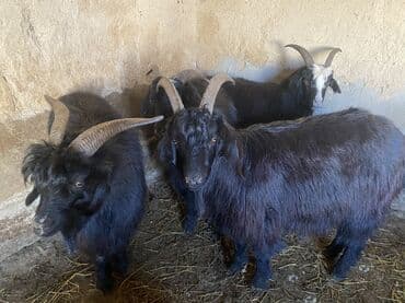 в связи с переездом отдам попугая жако в добрые руки: Продаю | Козёл (самец) | На забой — 4