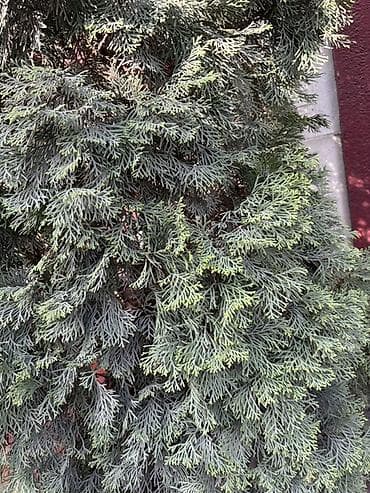 кавер толстый: Туя — взрослые сформированные растения для живой изгороди. - Высота — 3