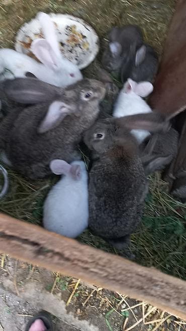 разведение рыб: Продаю | Крольчата | Фландр | Для разведения — 7