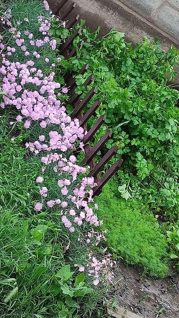 облепиха саженцы купить: Рассада декоративных растений (многолетники и однолетники) в — 4