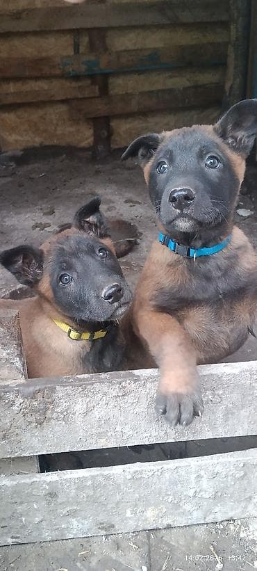 объявление продам собаку: Щенки с яркой «маской» на мордочке и короткой густой шерстью палевого — 5
