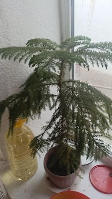 Комнатные растения в горшках. 1) Араукария (Norfolk Island Pine) в at lalafo.kg Комнатные растения в горшках. 1) Араукария (Norfolk Island Pine) в