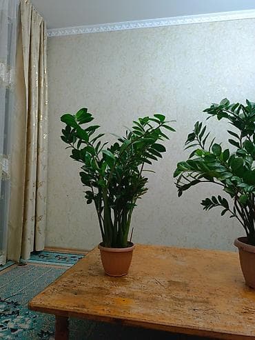 комнатные растения бишкек фото: Замиокулькас (долларовое дерево) в горшке - Крупные, глянцевые — 2