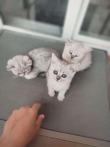 котята шотландские: Скотиш Страйт (Шотландская прямоухая), 2 месяца, Девочка, Серебристая шиншилла, Приучена к лотку — 3