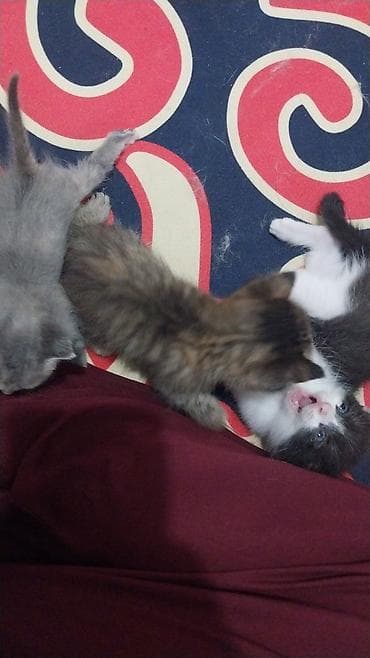 scottish fold: Очаровательные котята домашнего помёта - Возраст: 1 мс - Окрас: - — 4