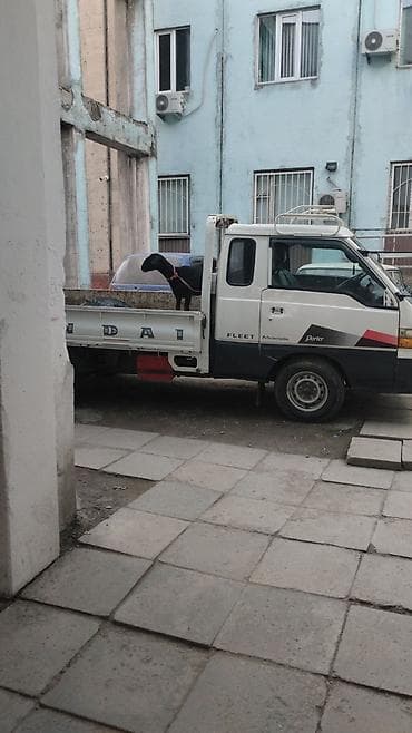 грузовые портер: Легкий грузовик, Hyundai, Стандарт — 6