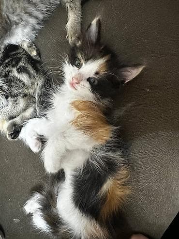 сухое молоко для котят: Кошка даром: Беспородная, 2 месяца, Мальчик, Приучена к лотку — 1