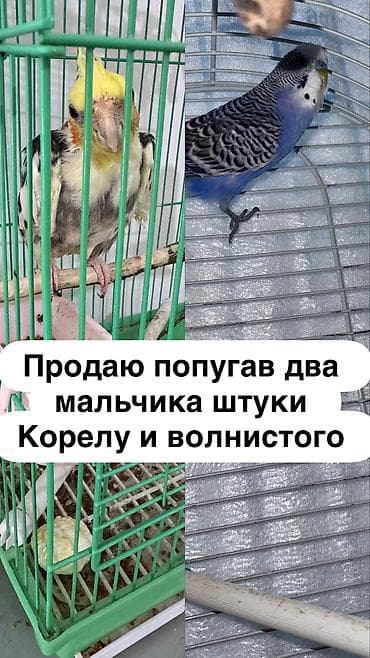 Животные: Волнистый попугай и корелла—- цена за двоих вместе с клеткой !!!! —- — 1