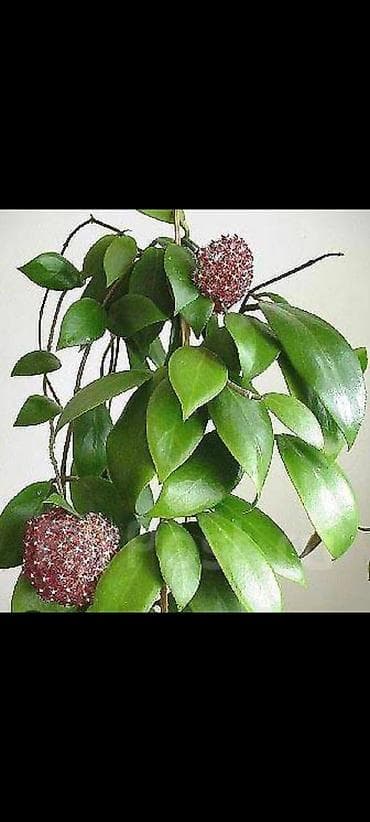 Хойи: Хойя красная
горшок новый
грунт новый
пересадка не требуется — 1