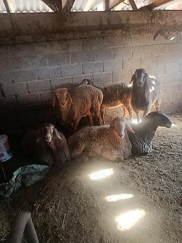 Үй жаныбарлары үчүн товарлар: Сатам | Кочкор (эркек) | Союуга | Бооз — 1