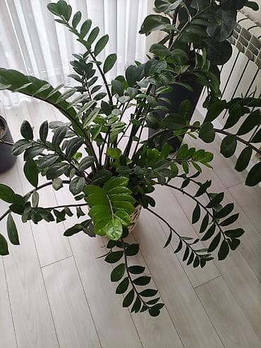 дом цветы: Замиокулькас и фикус лирата (два отдельных комнатных растения в — 5