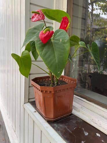 Цветы по дешёвым