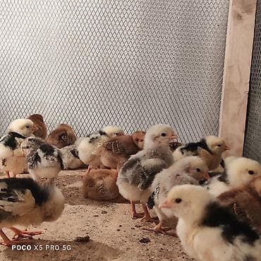 Коровы, быки: Продаю | Цыплята | Для разведения — 4