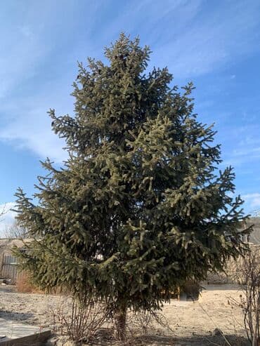 Продаю Тянь Шанскую ель высота 7или 8 метров цена договорная ель