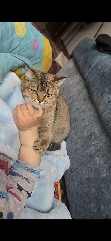 Отдам даром кошку: Девочка, Приучена к лотку — 2