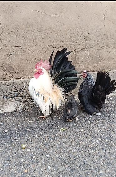 купить клетку для перепелов: Продам карликов шабо петух кур — 4