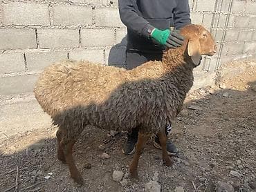 продажа овец: Продаю | Овца (самка), Ягненок | Для разведения | Матка — 7