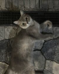 новорожденные котята: Отдам котят даром 🥺 все малыши ласковые и игривые, приручены к лотку — 3