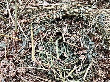 Кошки: Беде 2й кос 380сом 130штук салома ячмень 44штук по 200сом плотные тюки — 1