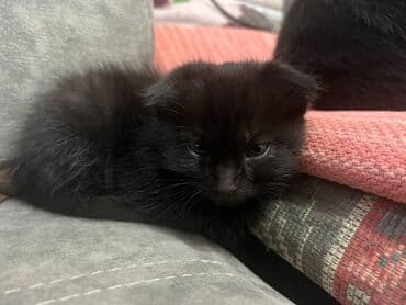 сколько стоят вислоухие кошки: Скотиш Фолд (Шотландская вислоухая), 2 месяца, Мальчик, Черный, Приучена к лотку — 7