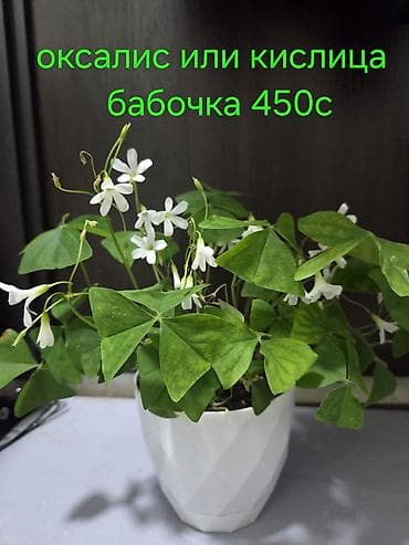 растение для аквариума: Аглаонема (декоративно-лиственное комнатное растение) - Сорт с — 2