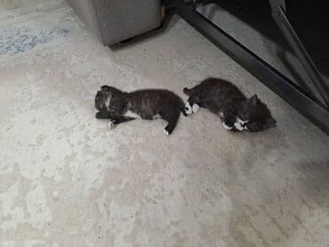 британская короткошерстная кошка: Котята-«носочки» черно-белого окраса (мини-«смокинги») - Пушистые — 3