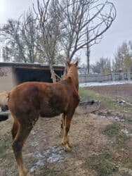 хомяк домашний купить: Продаю | Жеребенок | Полукровка | Рабочий — 3