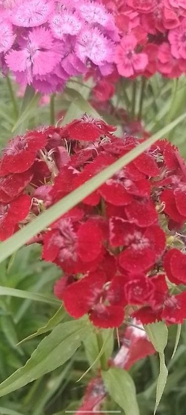 Гвоздика турецкая (Dianthus barbatus), садовые сорта, многоцветные. - — 5