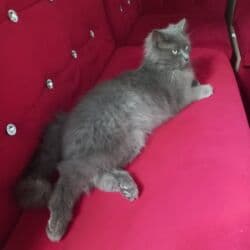 питбуль черный цена: Продажа кошек — 2