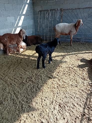 Аквариумы: Продаю | Овца (самка) | Для разведения | Племенные — 2