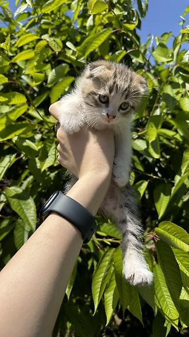 британская кошка бишкек: Шотландские вислоухие котята - Плюшевые малыши с характерными — 2