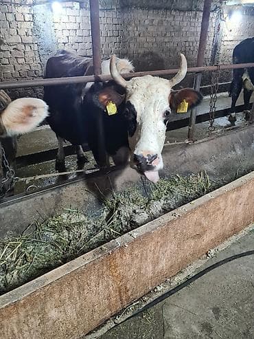 карова дойных: Продаю | Корова (самка) | Для молока | Привязанные — 7