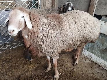 овчарка самка: Продаю | Овца (самка) | Для разведения | Матка — 4