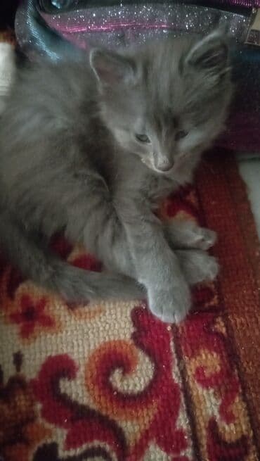 отдам котят в добрые руки: Котята домашние, возраст приблизительно 1,5–2 месяца. - Окрас — 1