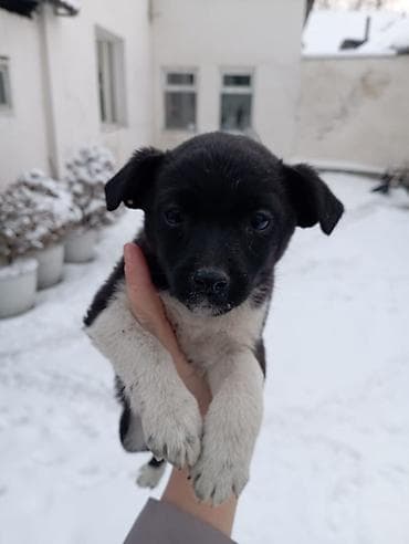 щенки ягтерер: Щенки звонки низкорослые, 2.5 месяца. бесплатно — 3