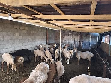 продаю чихуахуа: Продаю | Овца (самка) | Для разведения — 5