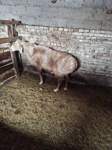 Продаю | Баран (самец) | Арашан | Для разведения | Племенные