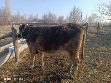 сухое молоко для животных: Продаю | Корова (самка) | Для молока | Привязанные — 9