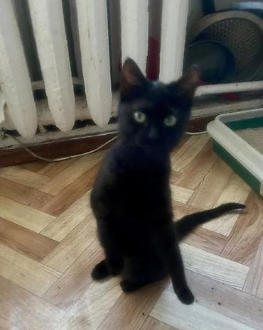 Зоотовары: Кошка даром: Беспородная, 4 месяца, Девочка, Приучена к лотку — 3