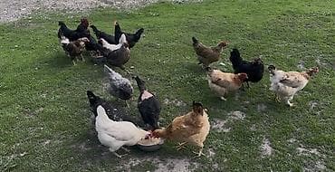 безпроводная мышь: Продаю | Куры | Домашняя | Несушки — 5