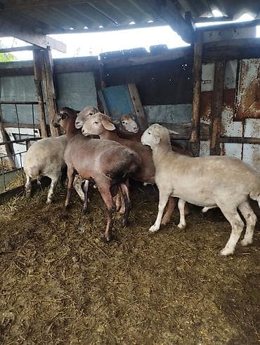 мел для животных: Продаю | Баран (самец) — 4