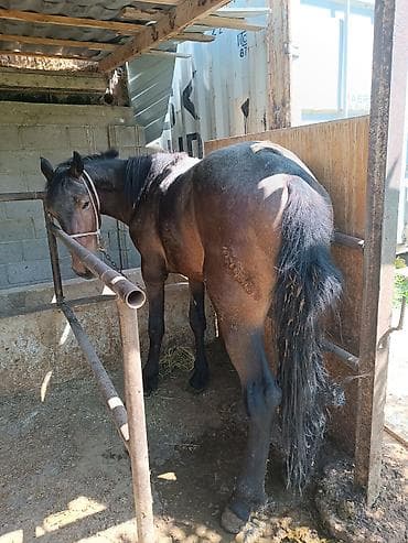 бенгальская кошка домашняя: Продаю | Жеребец | Рабочий — 2