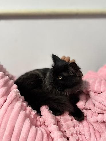 scottish fold: Отдам даром котёнка в хорошие и заботливые руки 🐾 Возраст 6 месяцев — 1