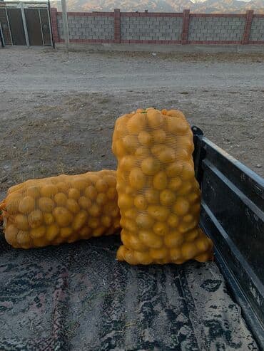 картошка цена бишкек глобус: Картошка Оптом — 1