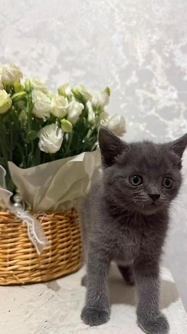 Үй жаныбарлары: Шотландский короткошерстный котёнок, окрас сплошной голубой (blue) — 2