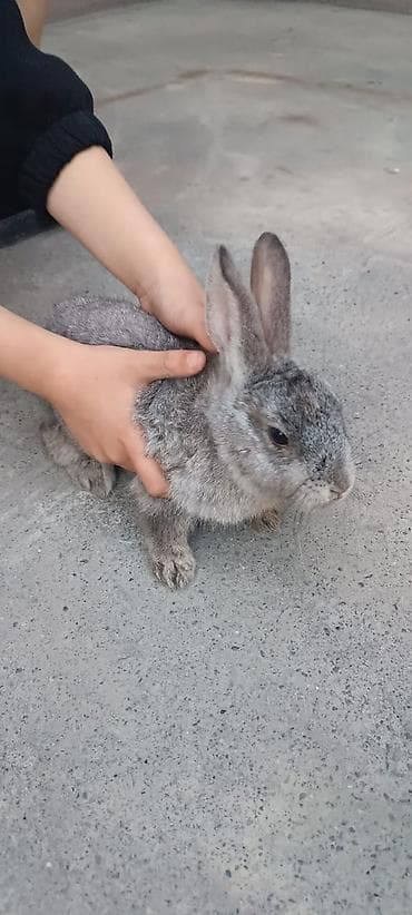 ат жаныбар: Пушистый декоративный кролик серого окраса. Особенности: - Компактный — 2