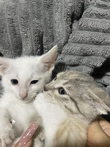 Мышыктар: Котята месяц - 2 месяца все приучены к лотку хорошо кушают,папа — 2