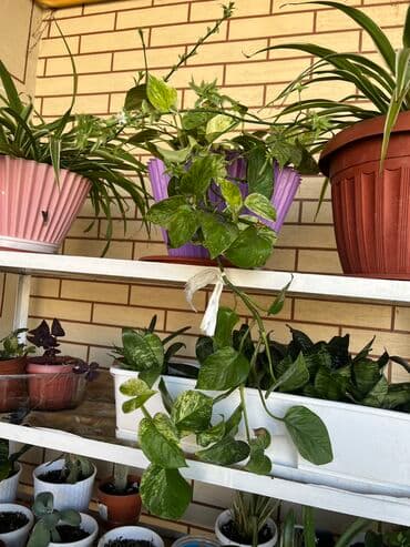 лимон цветы: Распродаю комнатные цветы срочно переезжаем — 6