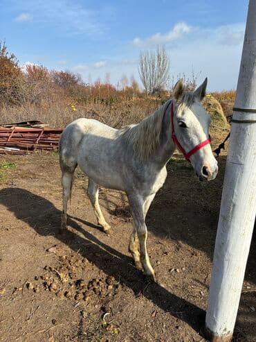 продажа пчёл: Сатам | Байтал | Ат спорту — 13